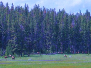 Big Elk Herd in the Beaverhead-Deerlodge National Forest.